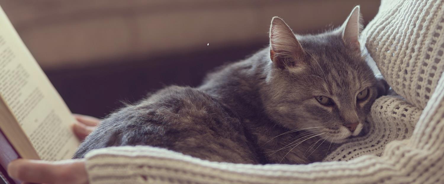 Help Your Cat Recover From Surgery With The Right Diet