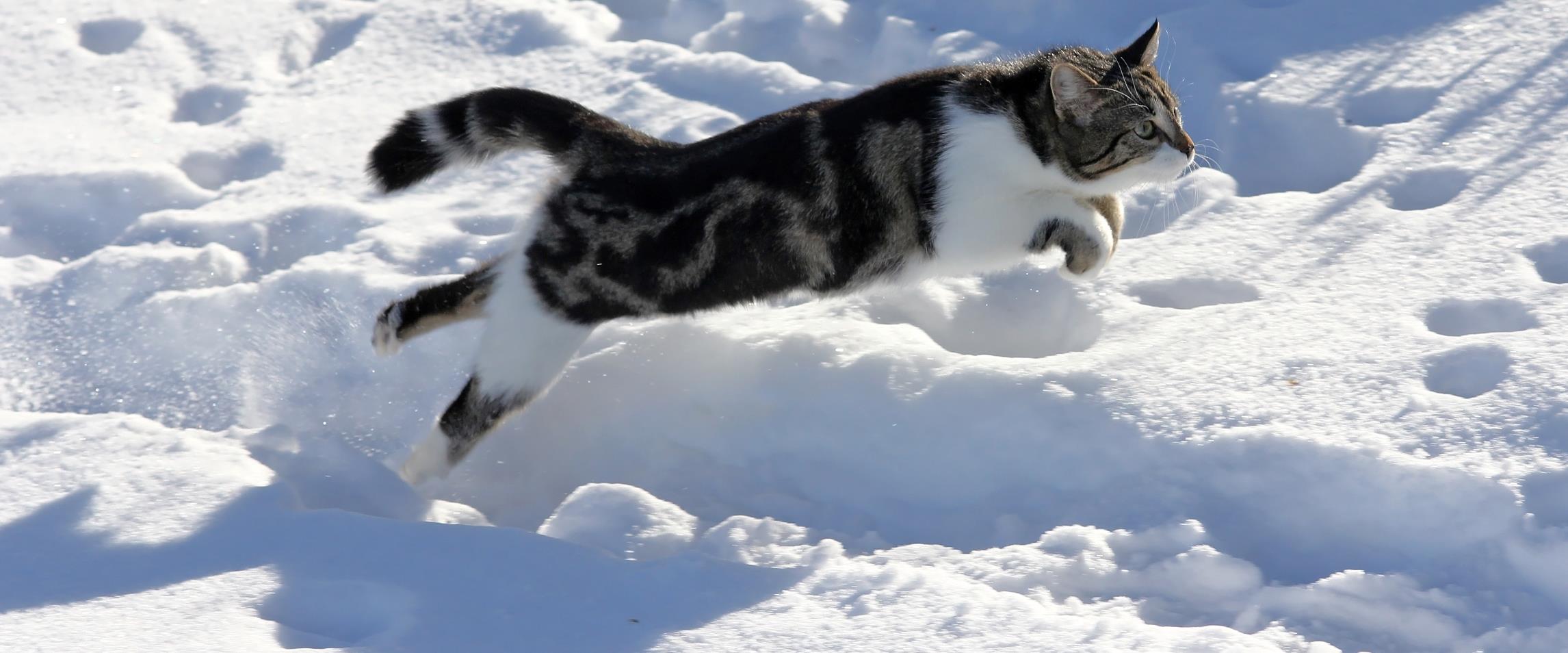 Diets For Cats With Bladder Stones And Urinary Crystals