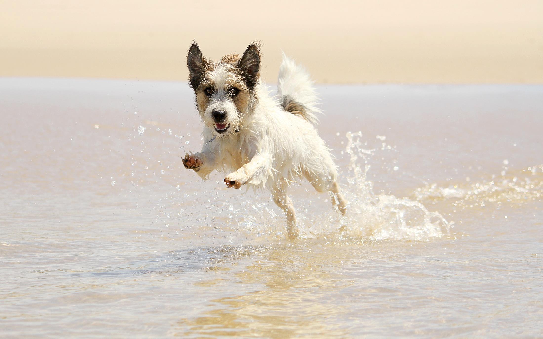 Diets For Dogs With Pancreatitis Diets For Dogs With Pancreatitis