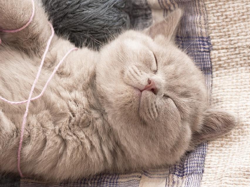 Diets For Cats With Bladder Stones And Urinary Crystals